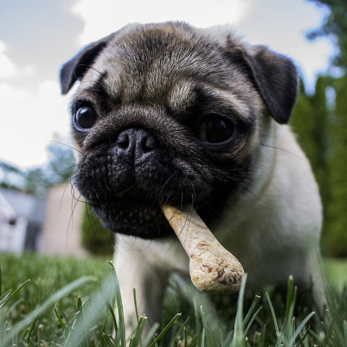 Puppy walking over grass with a bone in his mouth