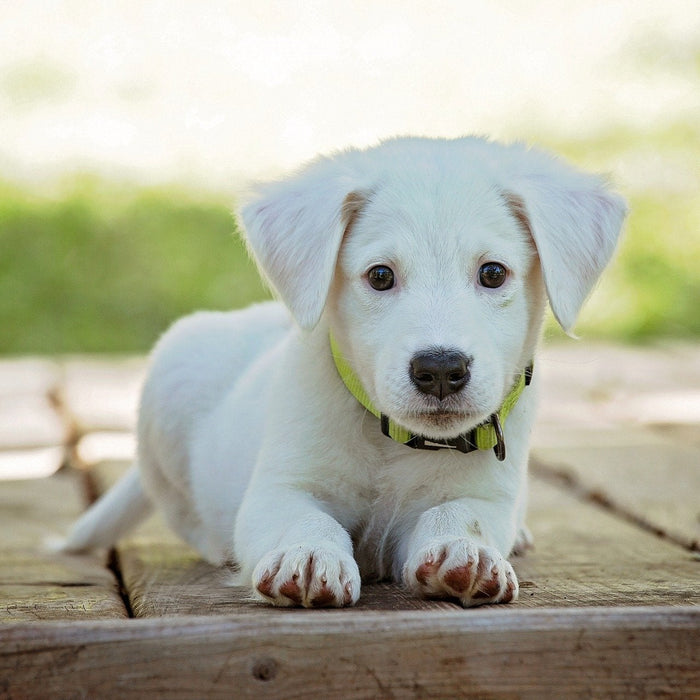 White puppy outside looking at the camera
