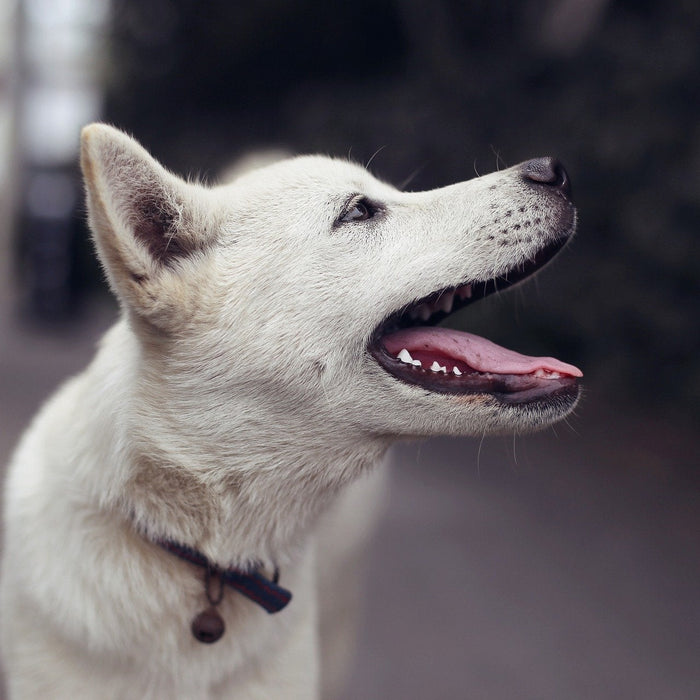 Happy white dog looking up