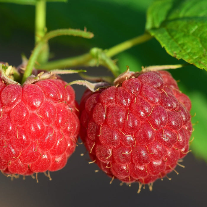 Two fresh raspberries hanging from the raspberry plant