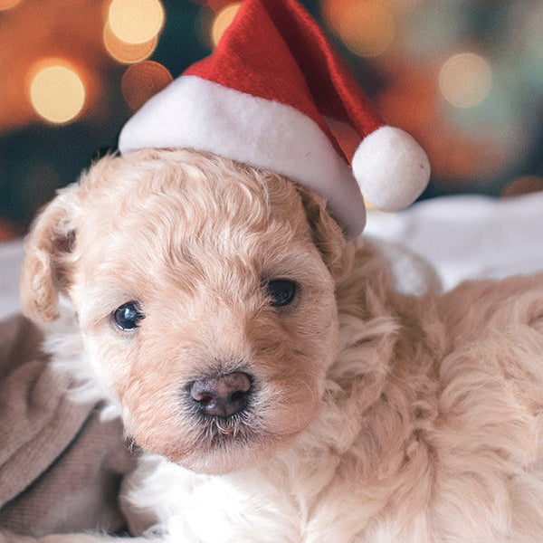 Puppy with a cute Christmas hat