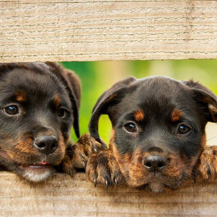 Two rottweiler puppies looking through a broken fence