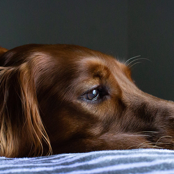 Sad brown dog laying in bed looking outside