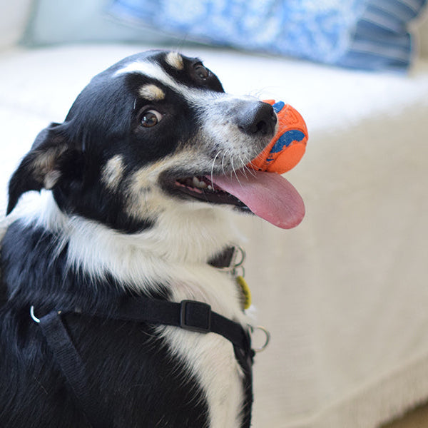 Happy dog chewing on an orange ball