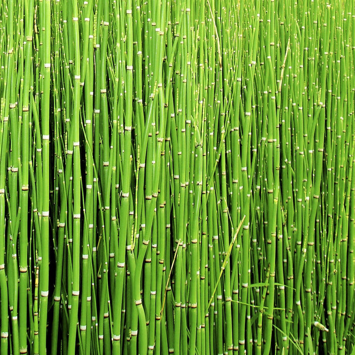 Land full of horsetail