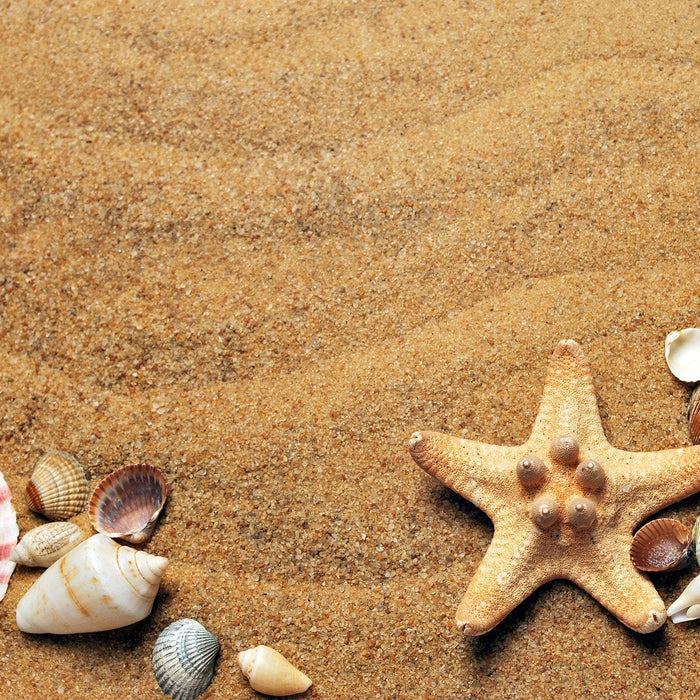 Sea shells of different colors on a beach