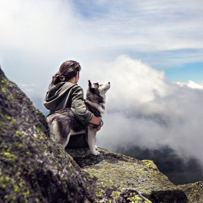 Woman and a husky in the mountain above the clouds