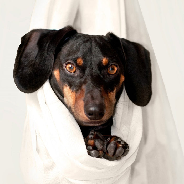 Small dog in a bag looking curiously