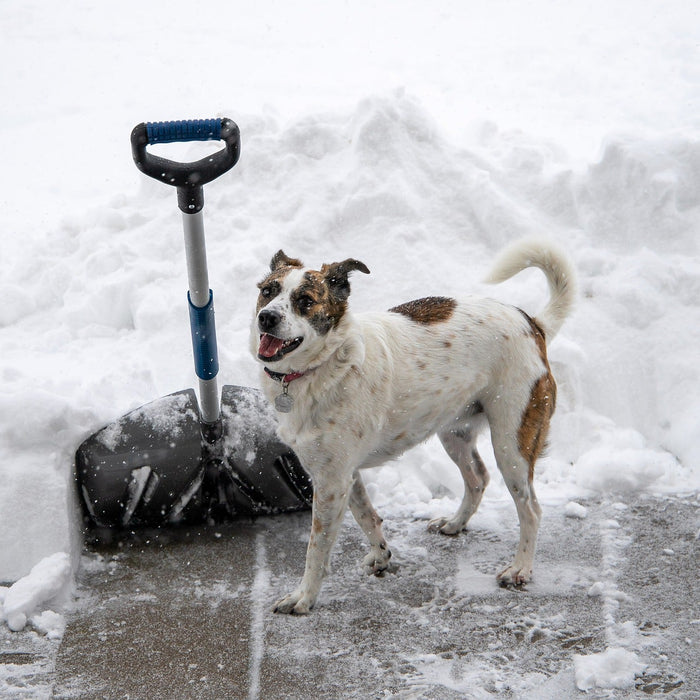 Happy dog outside in snow next to a shovel and snow