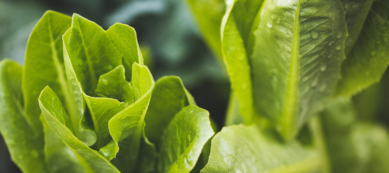 Green vegetable in a garden