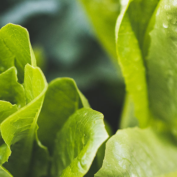 Green vegetable in a garden