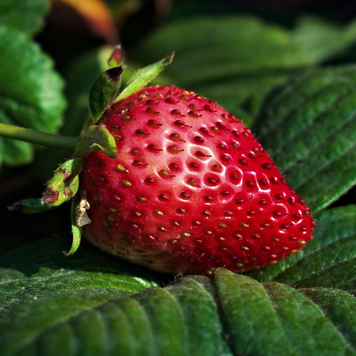 Fresh strawberry unripped surrounded by green leaves