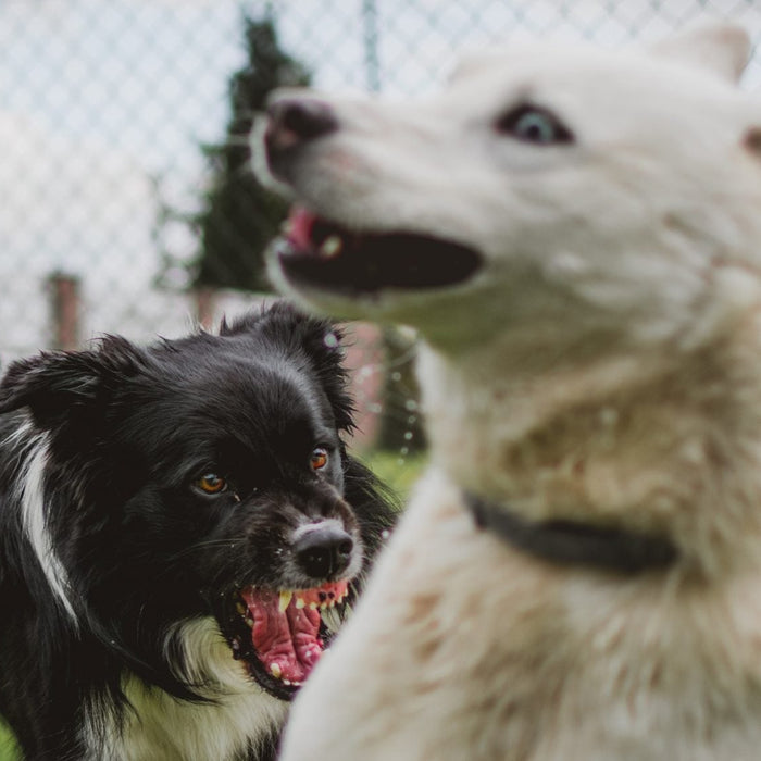 An angry black dog and a scared white dog