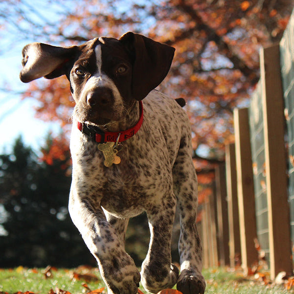 Happy dog running during an autumn day