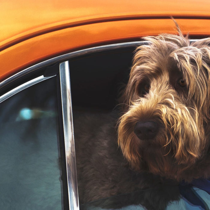 Curly dog traveling in an orange car
