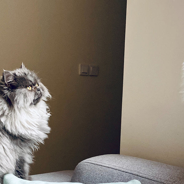 Grumpy cat looking at a white uninterested cat