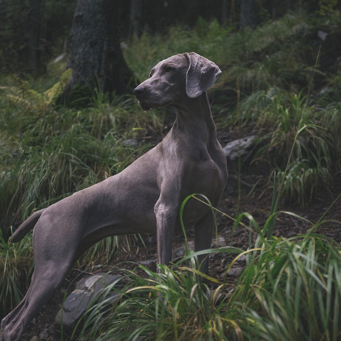 Beautiful black dog in the forest