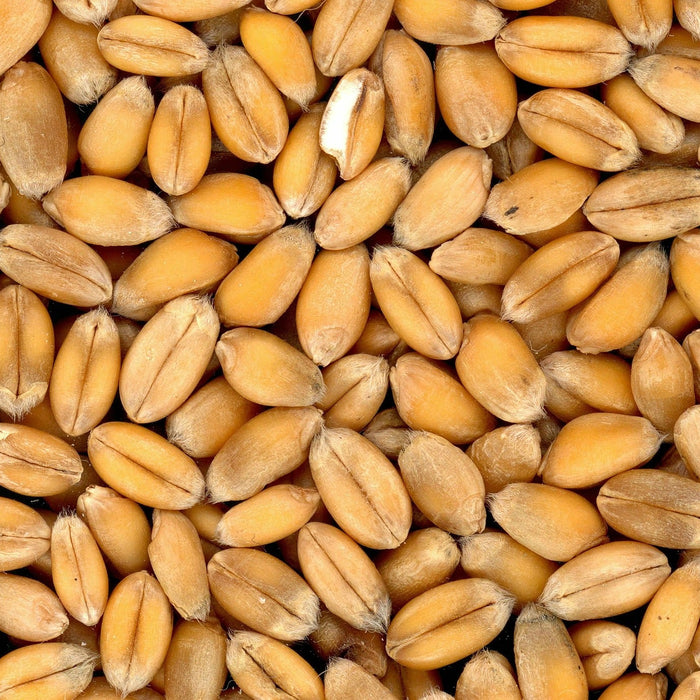Many pieces of wheat covering the whole picture