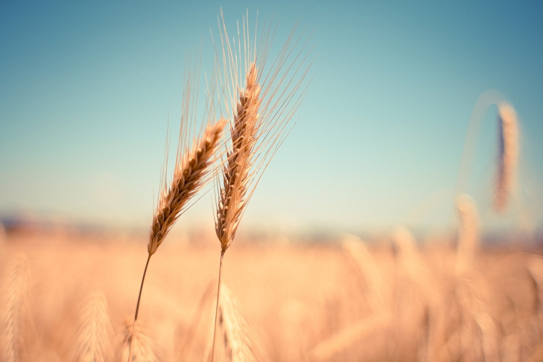 Two pieces of wheat in a field of wheat over a blue sky