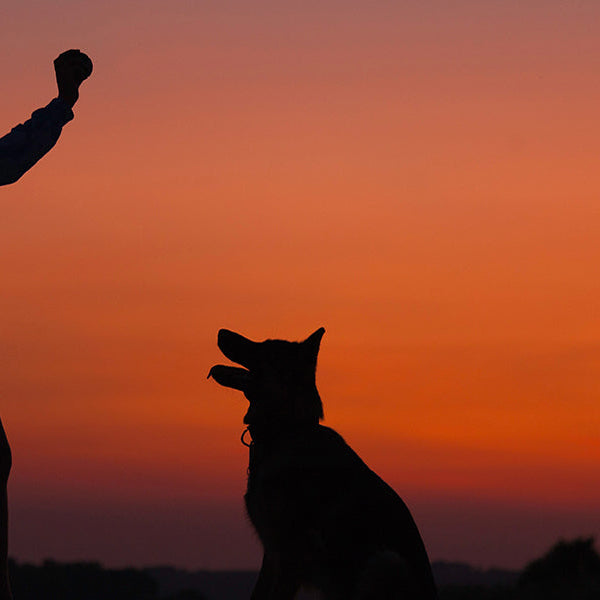 Owner playing with her dog during a sunset